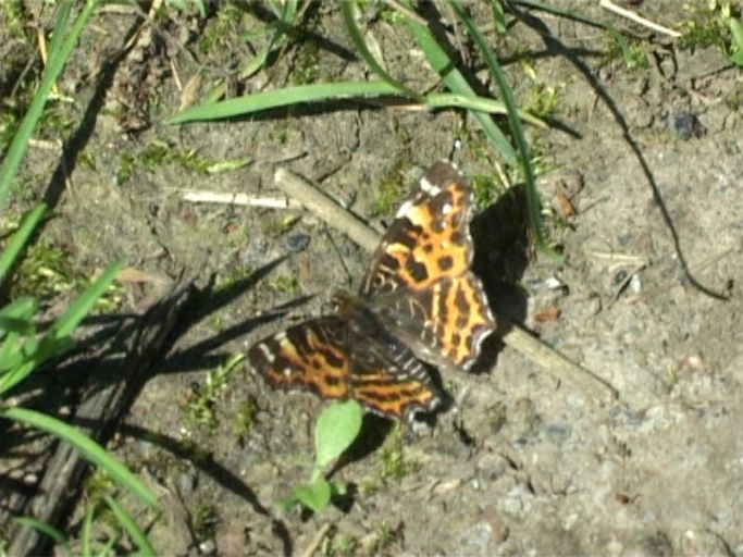 Landkärtchen ( Araschnia levana ), Frühjahrsgeneration, : Am Niederrhein, Biotop, 25.04.2009